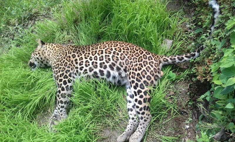 खोला किनारमा चितुवा मृत फेला